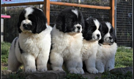 Vente de chiot Terre-Neuve vers Chalon-sur-Saône