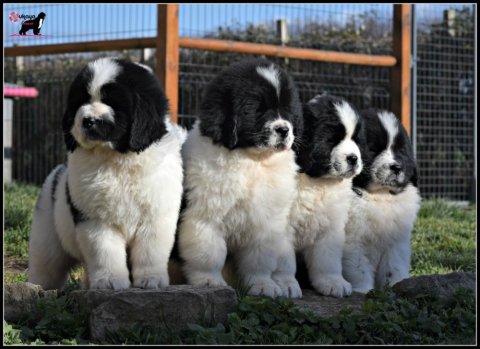 Vente de chiot Terre-Neuve vers Chalon-sur-Saône