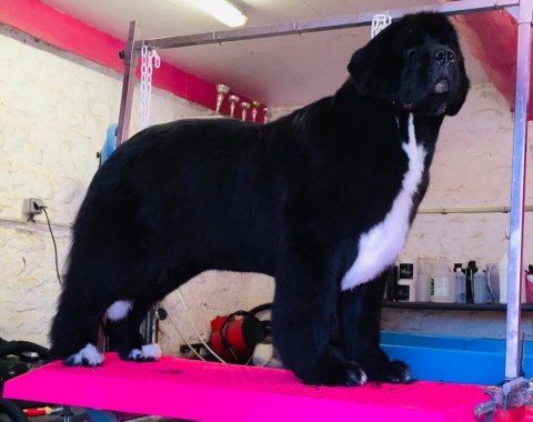 Toilettage de gros chien vers Chalon-sur-Saône