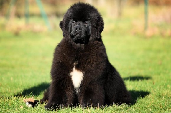 Tonte chien poils longs - Chalon-sur-Saône - Oukaya Forever 