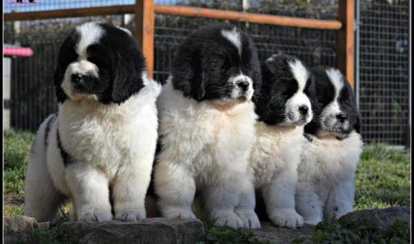 Vente de chiot Terre-Neuve vers Chalon-sur-Saône